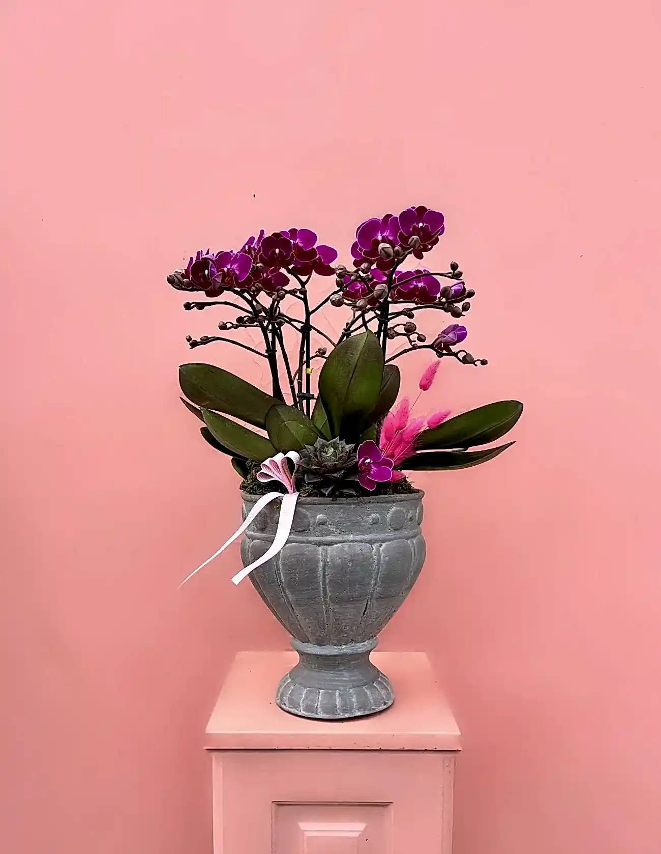 Midi Boy Fuşya Bougetto Orkide