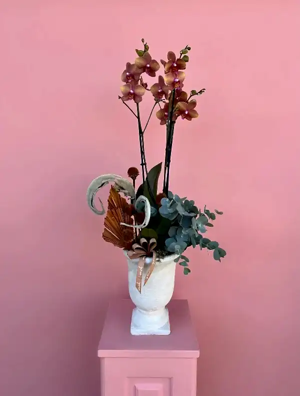 Özel Tür Turuncu Surf Song Orkide