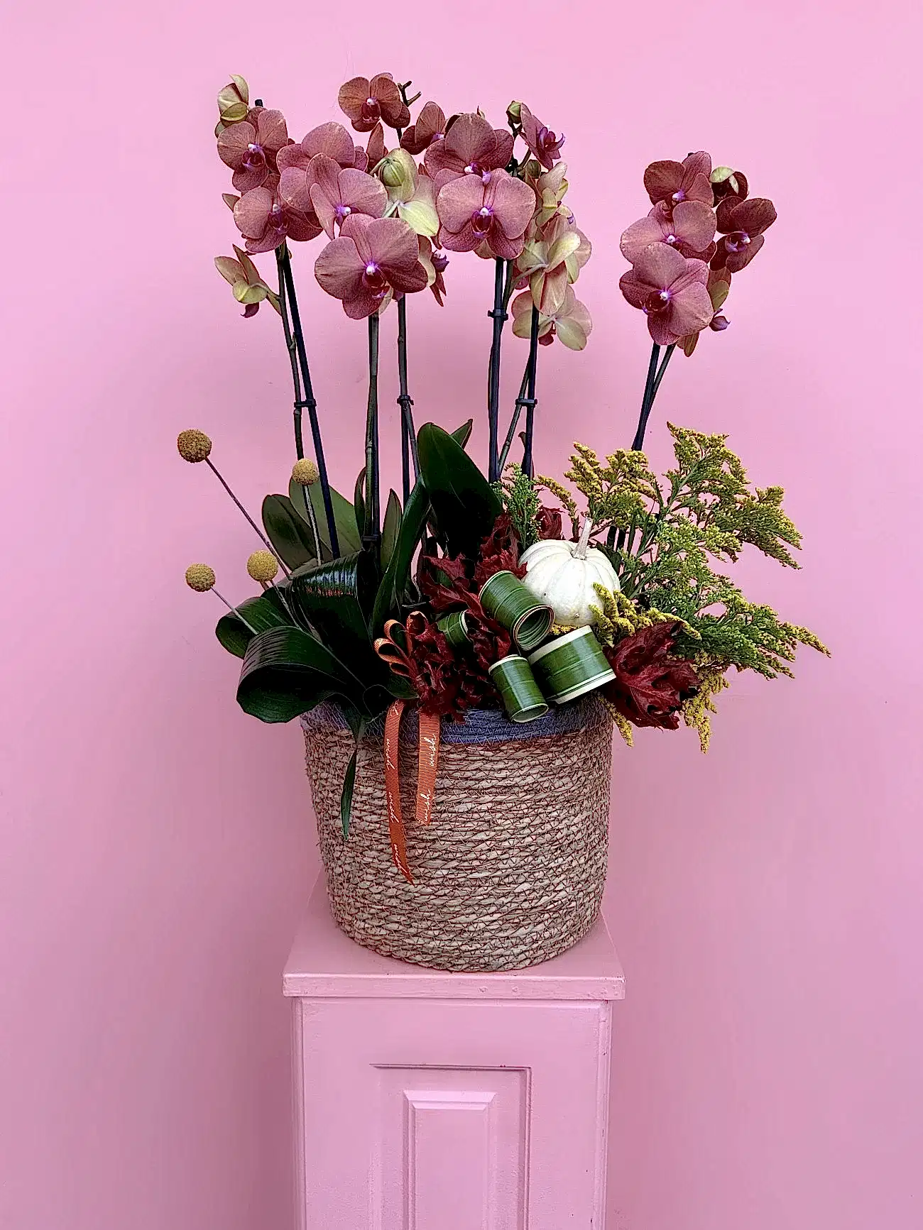 Sepette Surf Song Orkide Bahçesi